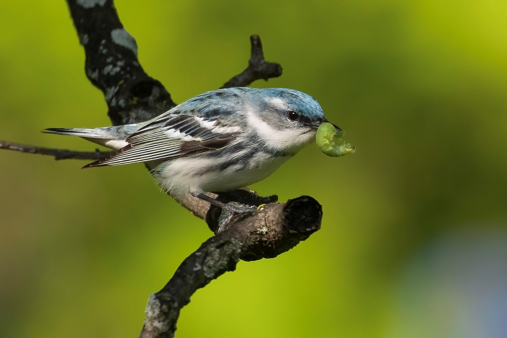 Southern Indiana Birdscape